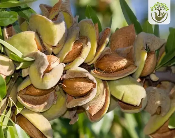 عکس ریشه درخت بادام
