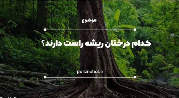 عکس ریشه درخت بادام