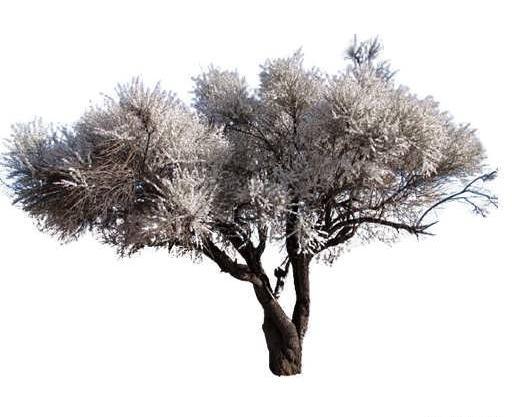 عکس ریشه درخت بادام