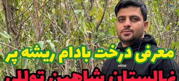 عکس ریشه درخت بادام