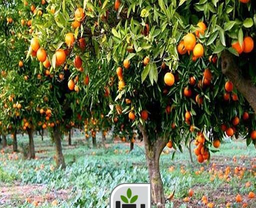 عکس ریشه درخت نارنج