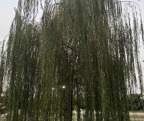 عکس ریشه درخت نارنج