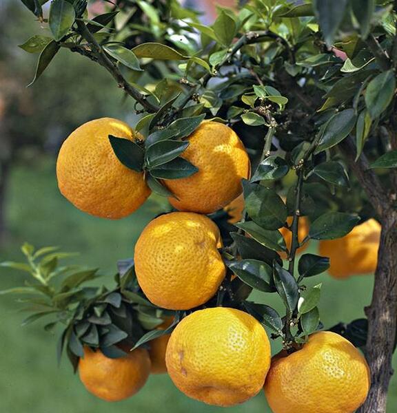 عکس ریشه درخت نارنج