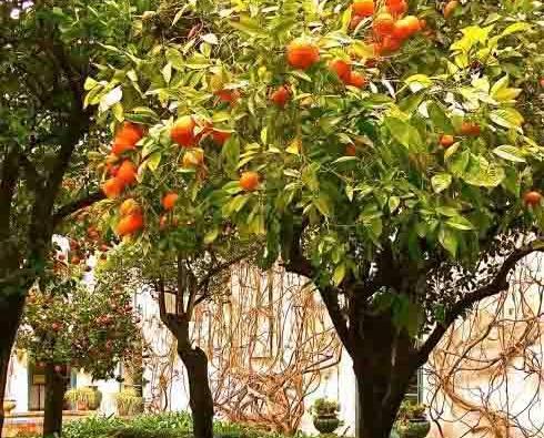 عکس ریشه درخت نارنج
