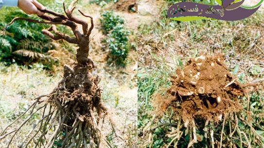 عکس ریشه درخت سیب