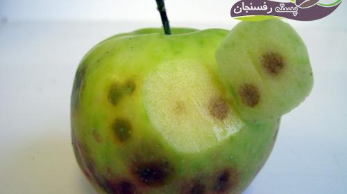 عکس ریشه درخت سیب