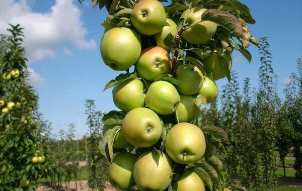 عکس ریشه درخت سیب