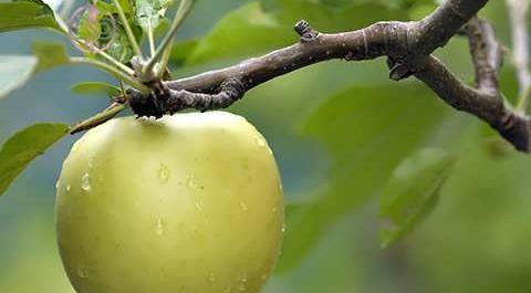 عکس ریشه درخت سیب