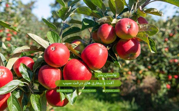 عکس ریشه درخت سیب