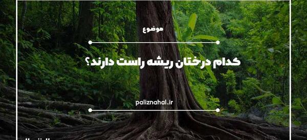 عکس ریشه درخت سیب