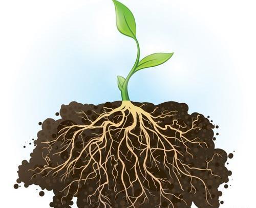 عکس ریشه درخت سیب