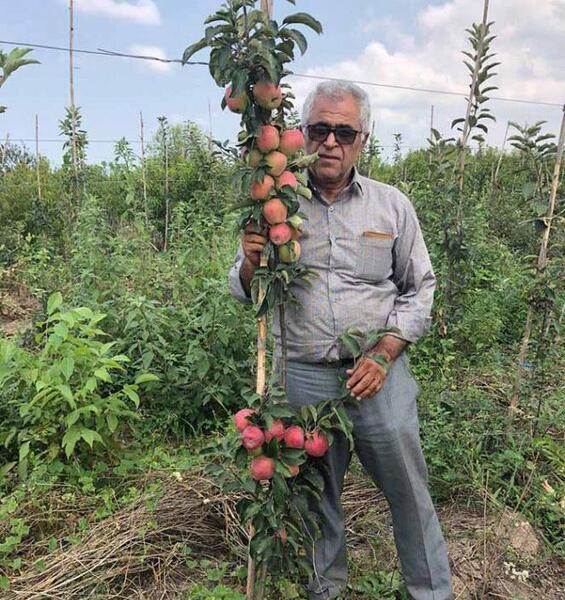 عکس ریشه درخت سیب