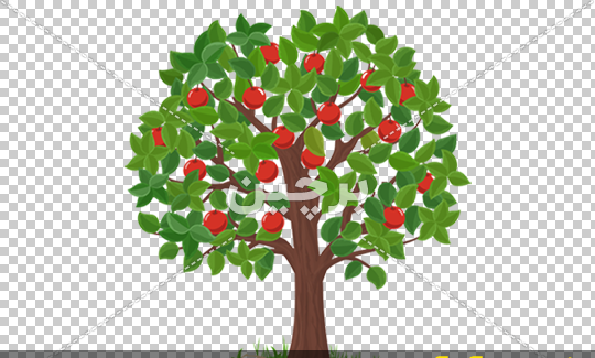 عکس ریشه درخت سیب