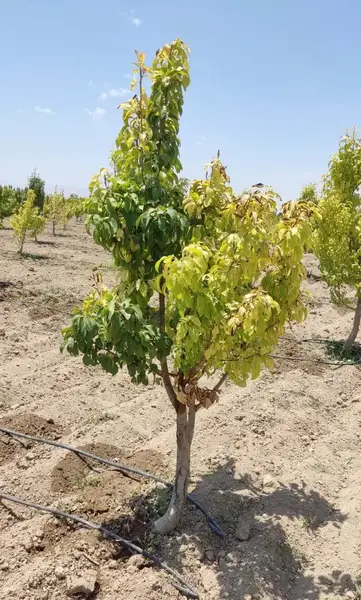 عکس ریشه درخت سیب