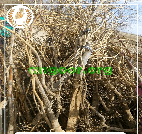 عکس ریشه درخت شاه توت