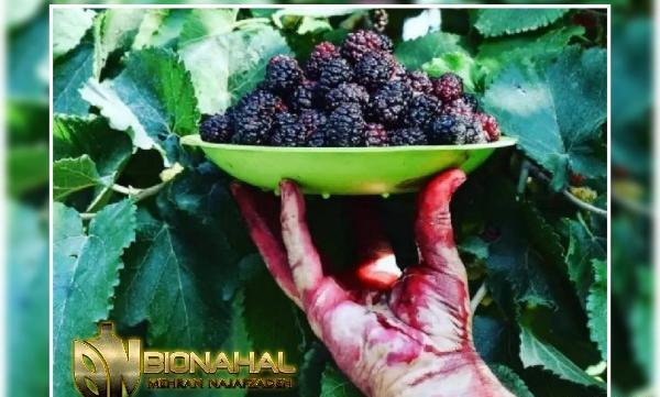 عکس ریشه درخت شاه توت