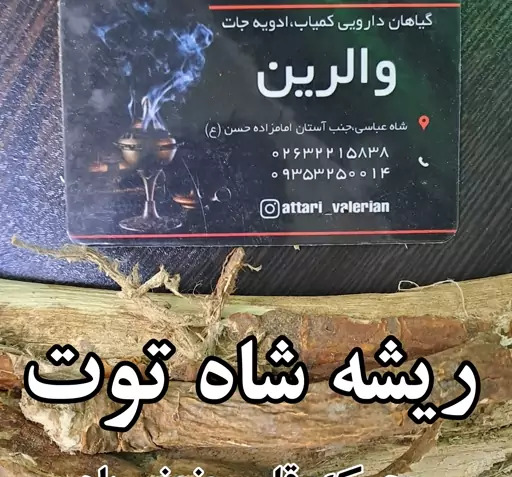 عکس ریشه درخت شاه توت