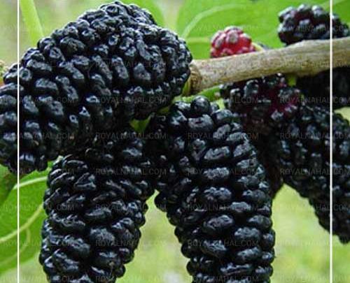 عکس ریشه درخت شاه توت
