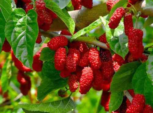 عکس ریشه درخت شاه توت
