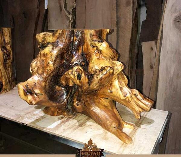 عکس ریشه درخت شاه توت