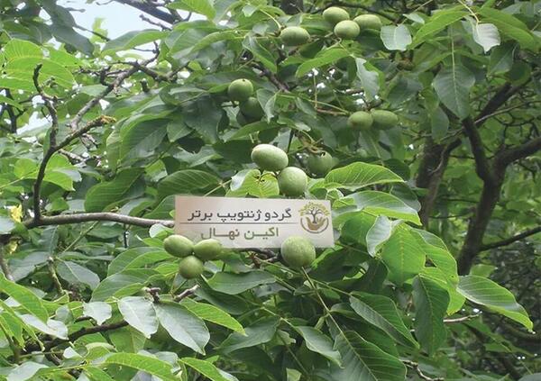 عکس ریشه درخت گردو