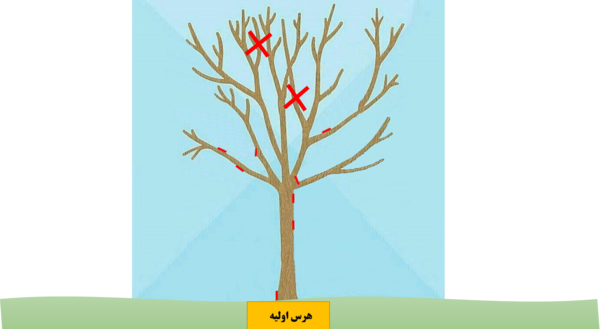 عکس ریشه درخت گردو