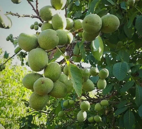عکس ریشه درخت گردو