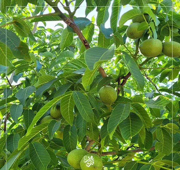 عکس ریشه درخت گردو