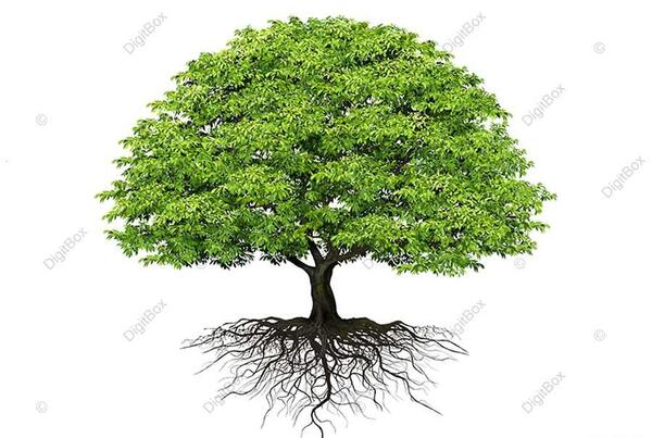 عکس ریشه درخت گردو