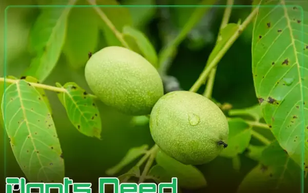 عکس ریشه درخت گردو