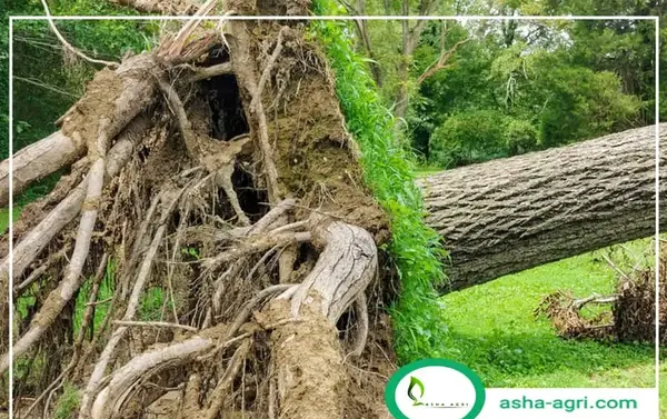 عکس ریشه درخت گردو