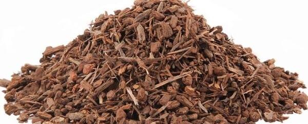 عکس ریشه درخت گردو
