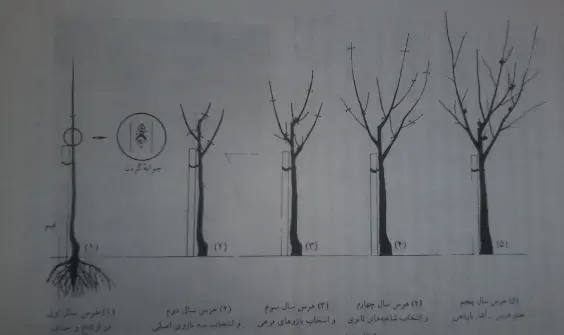 عکس ریشه درخت گردو