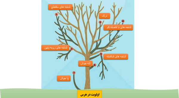 عکس ریشه درخت گردو