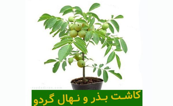 عکس ریشه درخت گردو