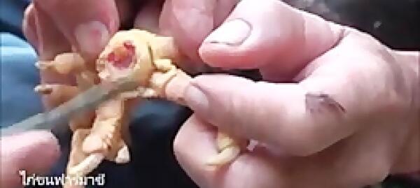 عکس ریشه میخچه دست