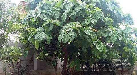 عکس ریشه درخت انجیر