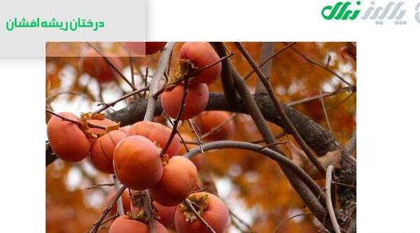 عکس ریشه درخت انجیر