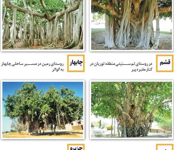 عکس ریشه درخت انجیر