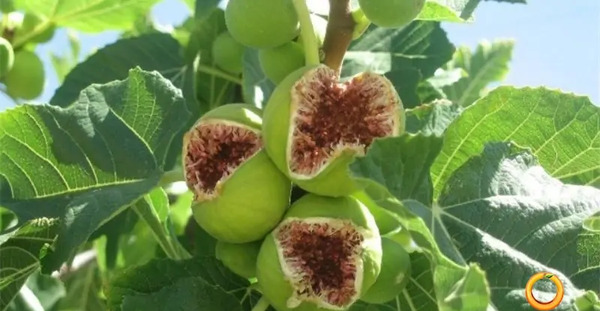 عکس ریشه درخت انجیر