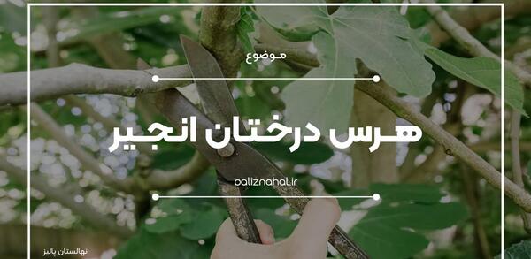 عکس ریشه درخت انجیر