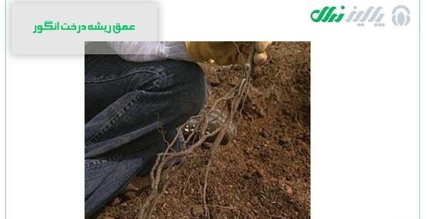 عکس ریشه درخت انجیر