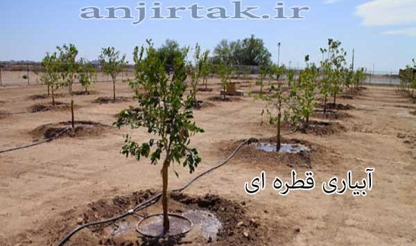 عکس ریشه درخت انجیر