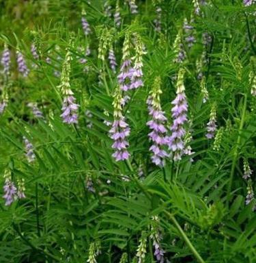 عکس از ریشه شیرین بیان