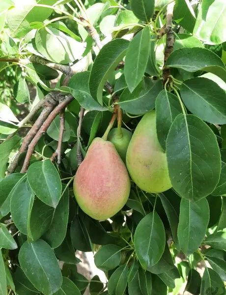 عکس درخت گلابی شاه میوه