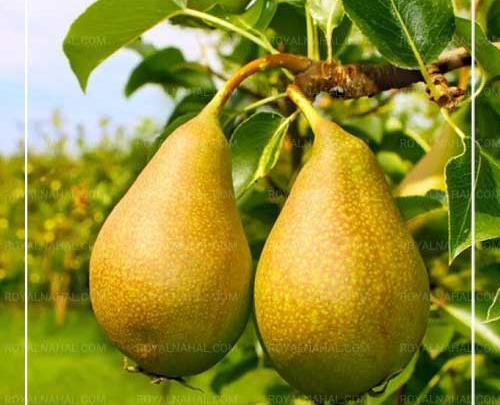 عکس درخت گلابی شاه میوه