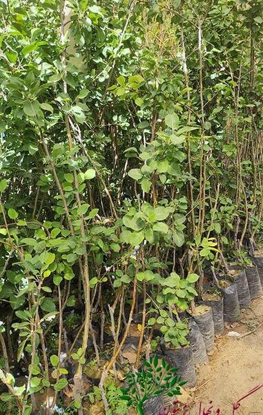 عکس درخت گلابی شاه میوه