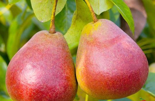 عکس درخت گلابی شاه میوه