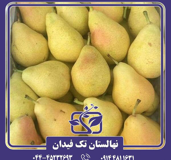 عکس درخت گلابی شاه میوه