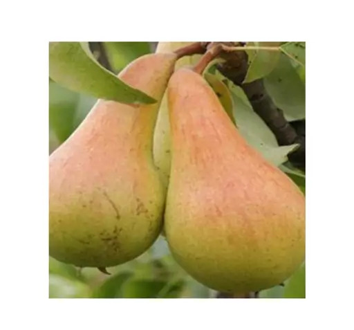 عکس درخت گلابی شاه میوه
